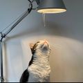 Balkameow