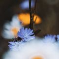 EternalAutumn