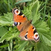 Tournesol-Crepuscula