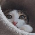 AmandineSuavin