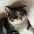 Piikat