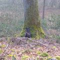 Sorbus-torminalis