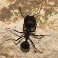 NarcissAntinous
