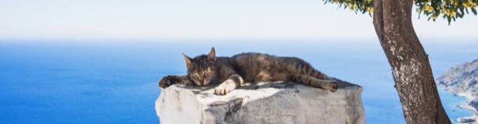 Cover Les chats vont se faire écouter chez les Grecs