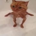 meleesamta