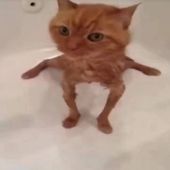 meleesamta