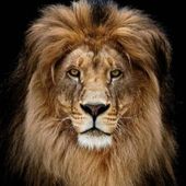 Lord_Cat66