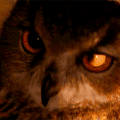 Poes-Cat