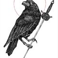 Corbeau_errant