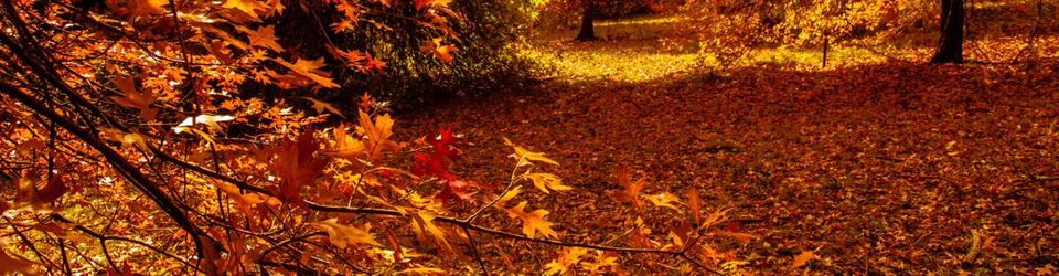 Cover Disques d'automne (2025).