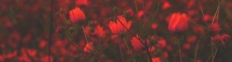 Bannière de Poppygeist