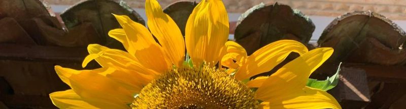 Bannière de titiland