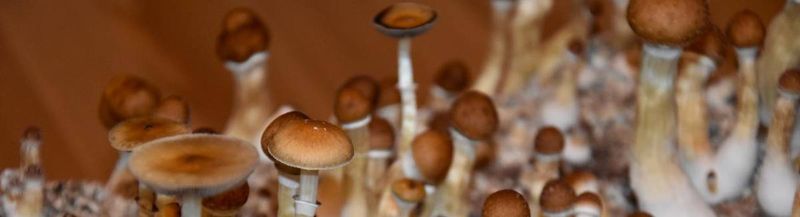 Bannière de VincentLeSerpent